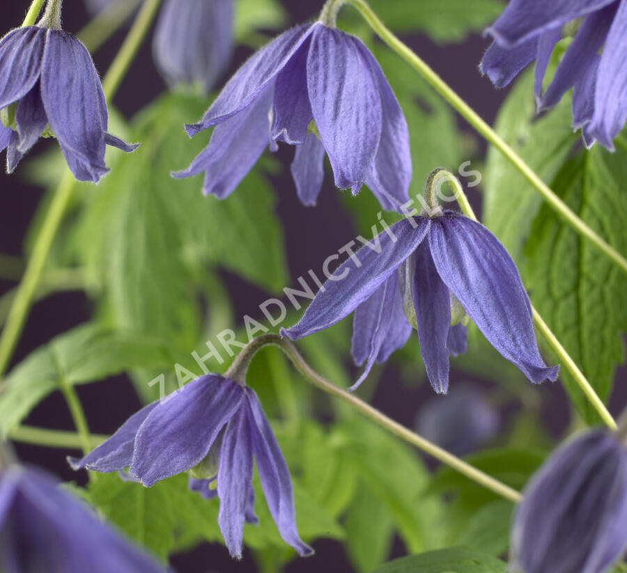 Plamének velkokvětý - Clematis macropetala hybrids