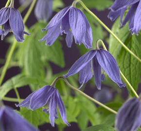 Plamének velkokvětý - Clematis macropetala hybrids