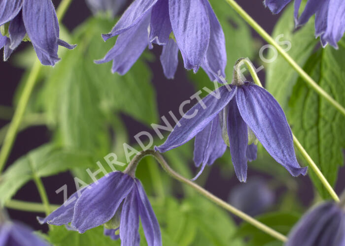 Plamének velkokvětý - Clematis macropetala hybrids