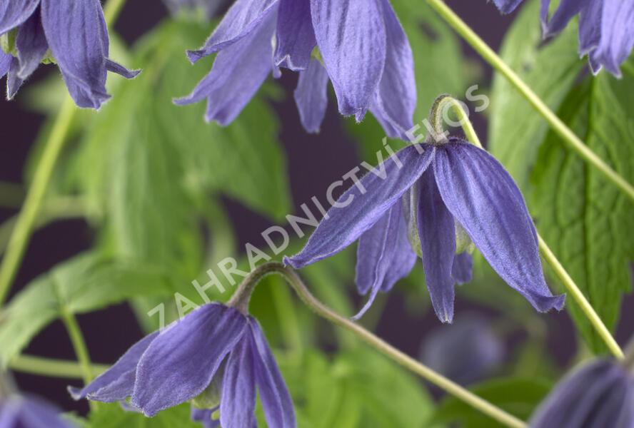 Plamének velkokvětý - Clematis macropetala hybrids