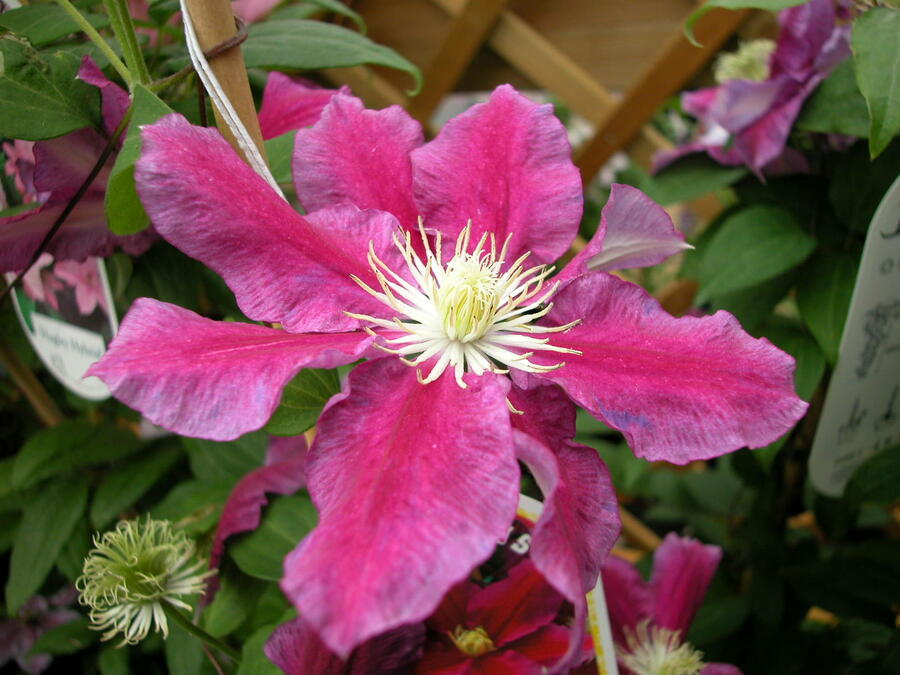 Plamének 'Haru Ichiban' - Clematis 'Haru Ichiban'