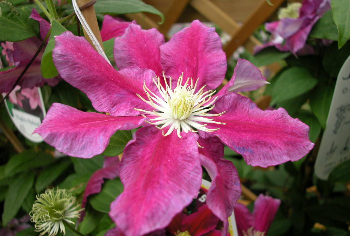 Plamének 'Haru Ichiban' - Clematis 'Haru Ichiban'
