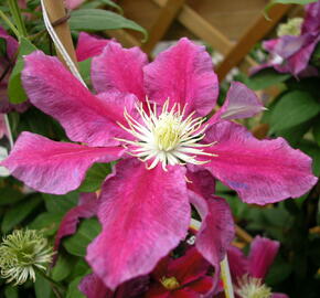 Plamének 'Haru Ichiban' - Clematis 'Haru Ichiban'