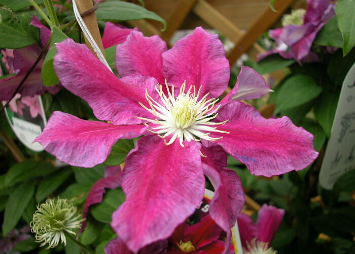 Plamének 'Haru Ichiban' - Clematis 'Haru Ichiban'