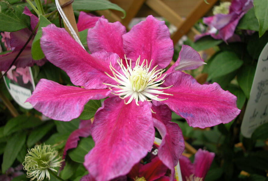 Plamének 'Haru Ichiban' - Clematis 'Haru Ichiban'
