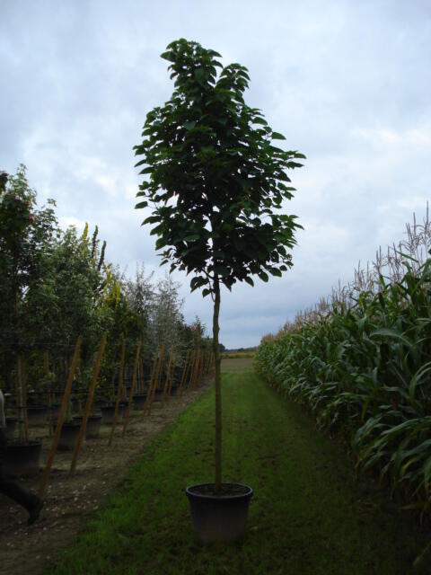 Blahokeř trojmý - Clerodendrum trichotomum