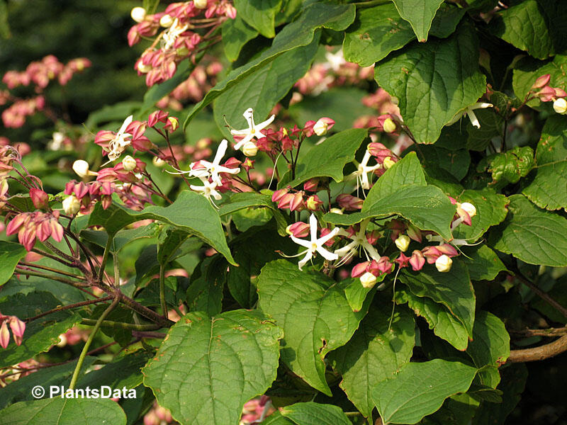 Blahokeř trojmý - Clerodendrum trichotomum