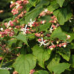 Blahokeř trojmý - Clerodendrum trichotomum