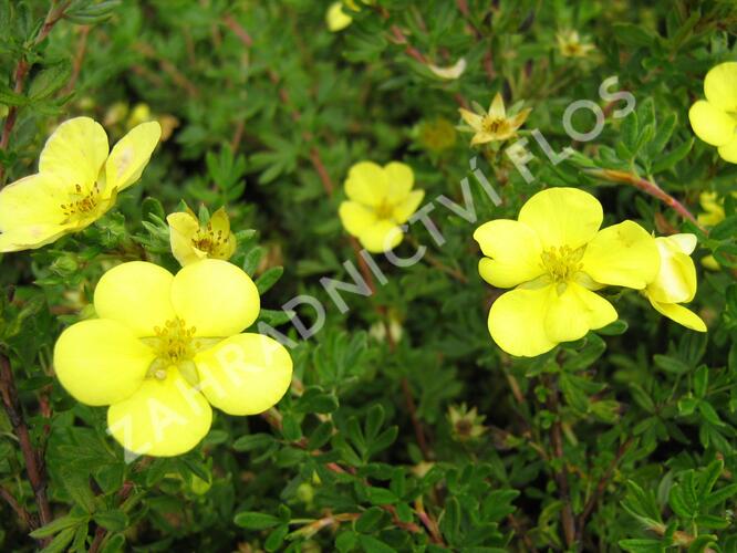 Mochna křovitá 'Living Daylight' - Potentilla fruticosa 'Living Daylight'