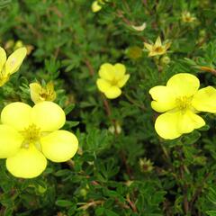 Mochna křovitá 'Living Daylight' - Potentilla fruticosa 'Living Daylight'