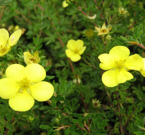 Mochna křovitá 'Living Daylight' - Potentilla fruticosa 'Living Daylight'