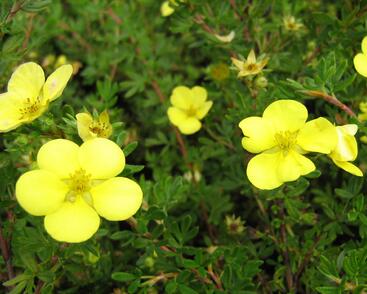 Mochna křovitá 'Living Daylight'