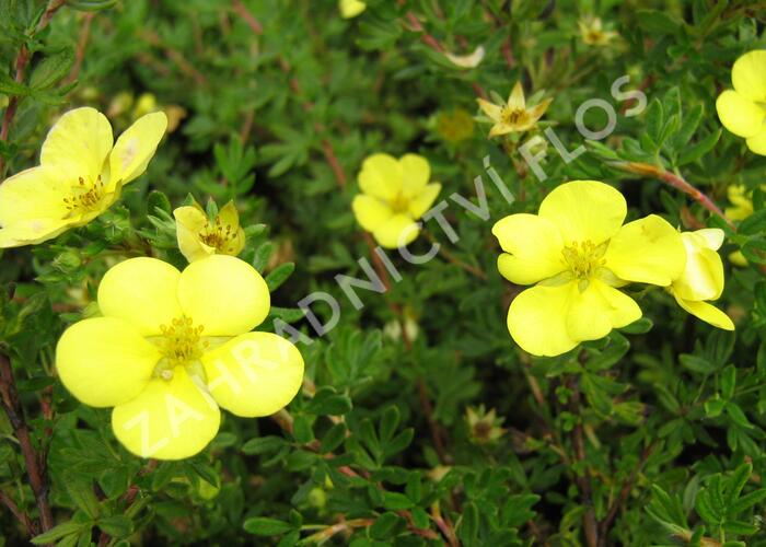 Mochna křovitá 'Living Daylight' - Potentilla fruticosa 'Living Daylight'