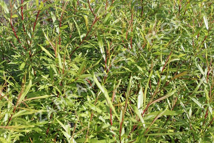 Vrba sachalinská 'Sekka' - Salix udensis 'Sekka'