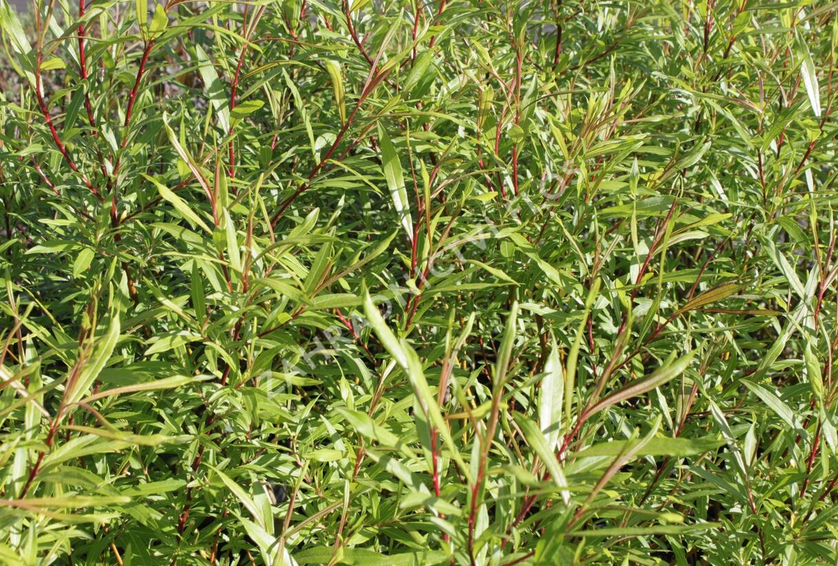 Vrba sachalinská 'Sekka' - Salix udensis 'Sekka'