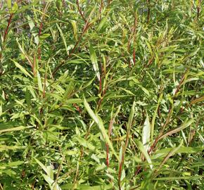 Vrba sachalinská 'Sekka' - Salix udensis 'Sekka'