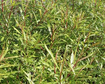 Vrba sachalinská 'Sekka'