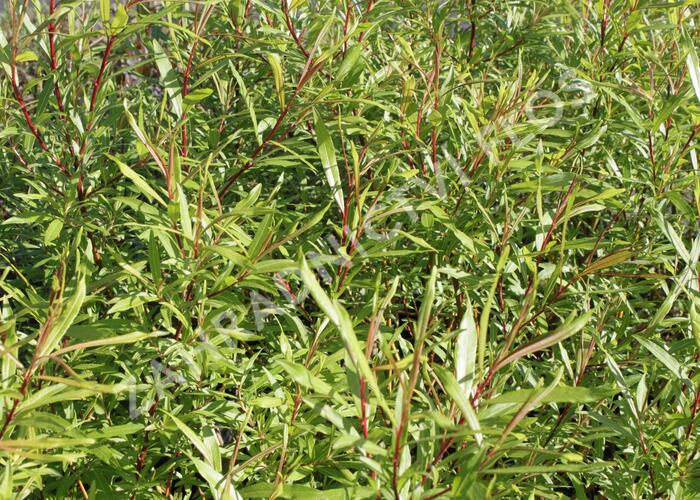 Vrba sachalinská 'Sekka' - Salix udensis 'Sekka'