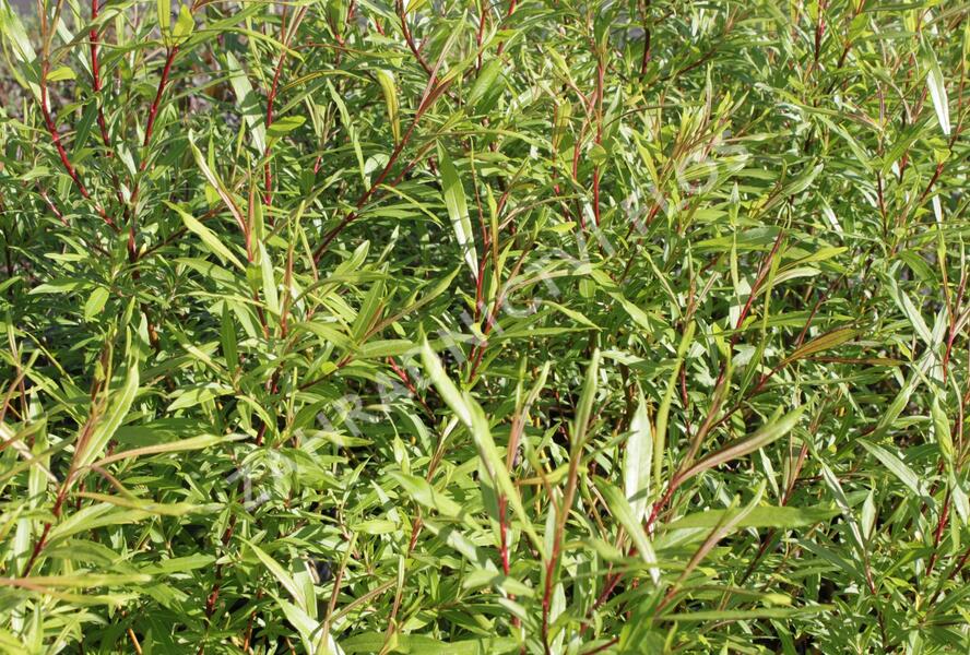 Vrba sachalinská 'Sekka' - Salix udensis 'Sekka'