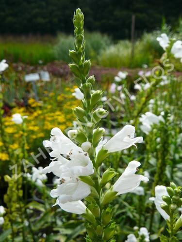 Včelník virginský 'Alba' - Physostegia virginiana 'Alba'