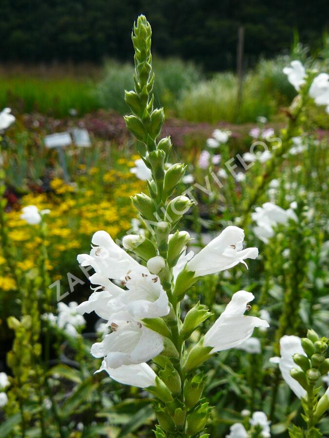 Včelník virginský 'Alba' - Physostegia virginiana 'Alba'