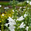 Včelník virginský 'Alba' - Physostegia virginiana 'Alba'