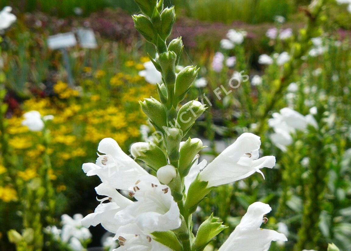 Včelník virginský 'Alba' - Physostegia virginiana 'Alba'