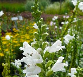 Včelník virginský 'Alba' - Physostegia virginiana 'Alba'