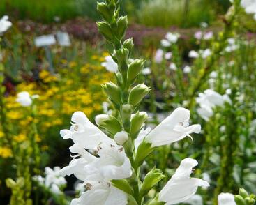 Včelník virginský 'Alba'