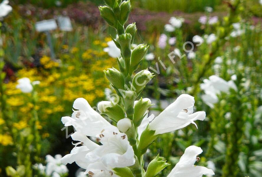 Včelník virginský 'Alba' - Physostegia virginiana 'Alba'