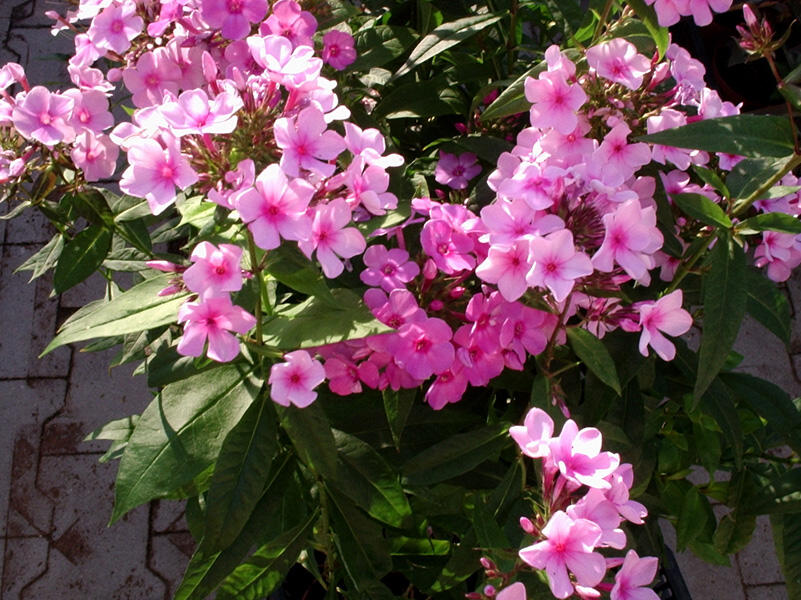 Plamenka latnatá 'Junior Dance' - Phlox paniculata 'Junior Dance'