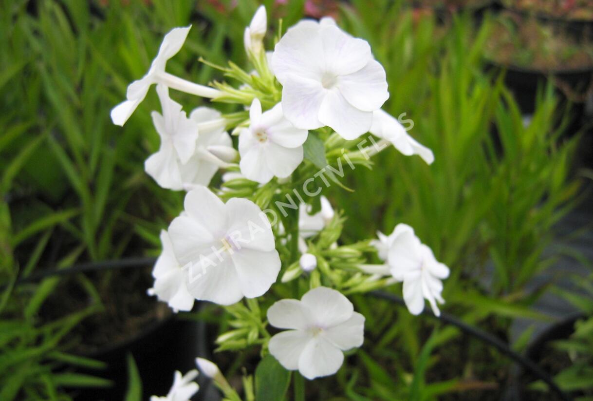 Plamenka 'Alba' - Phlox maculata 'Alba'