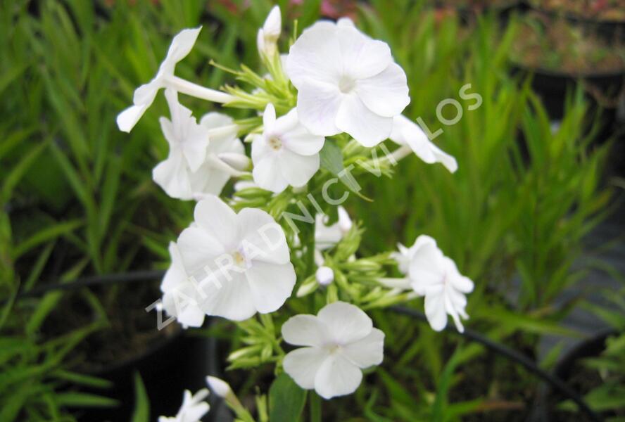 Plamenka 'Alba' - Phlox maculata 'Alba'