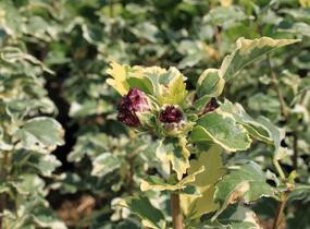 Ibišek syrský 'Purpureus Variegatus' - Hibiscus syriacus 'Purpureus Variegatus'