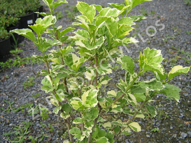 Ibišek syrský 'Purpureus Variegatus' - Hibiscus syriacus 'Purpureus Variegatus'