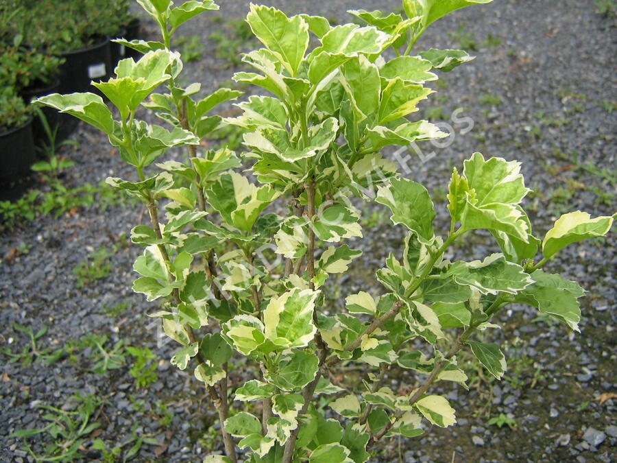 Ibišek syrský 'Purpureus Variegatus' - Hibiscus syriacus 'Purpureus Variegatus'