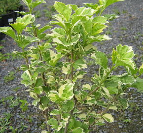 Ibišek syrský 'Purpureus Variegatus' - Hibiscus syriacus 'Purpureus Variegatus'