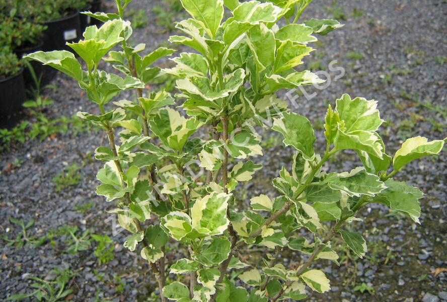 Ibišek syrský 'Purpureus Variegatus' - Hibiscus syriacus 'Purpureus Variegatus'