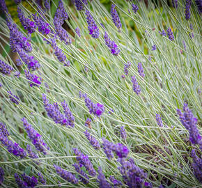 Levandule úzkolistá 'Hidcote Blue Strain' - Lavandula angustifolia 'Hidcote Blue Strain'