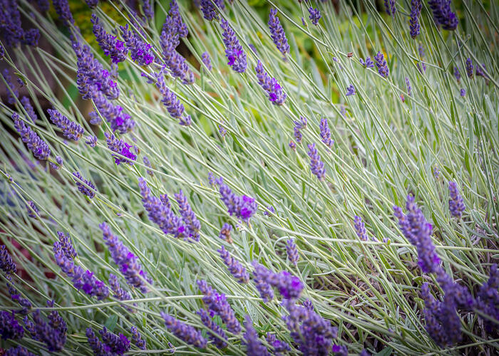 Levandule úzkolistá 'Hidcote Blue Strain' - Lavandula angustifolia 'Hidcote Blue Strain'