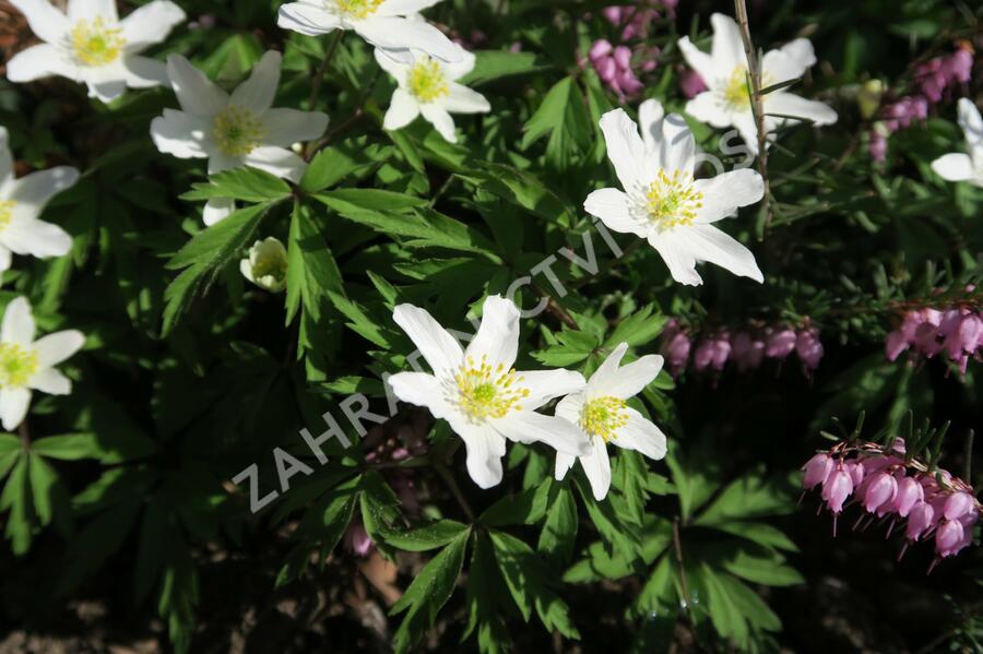 Sasanka hajní - Anemone nemorosa