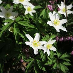 Sasanka hajní - Anemone nemorosa