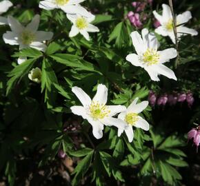 Sasanka hajní - Anemone nemorosa