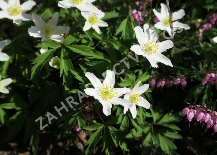 Sasanka hajní - Anemone nemorosa