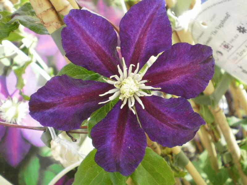 Plamének 'The Vagabond' - Clematis 'The Vagabond'