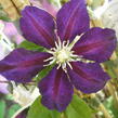 Plamének 'The Vagabond' - Clematis 'The Vagabond'