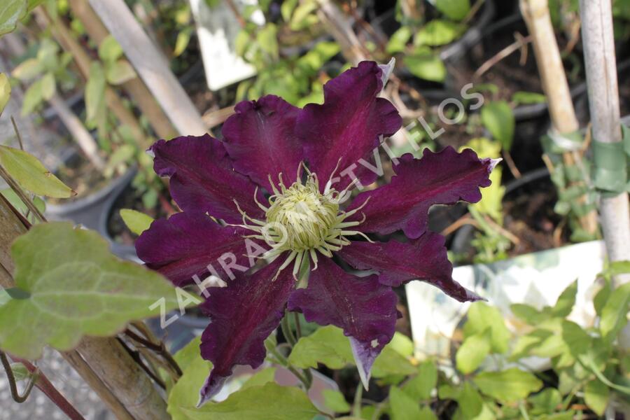 Plamének 'The Vagabond' - Clematis 'The Vagabond'