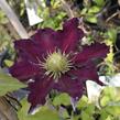 Plamének 'The Vagabond' - Clematis 'The Vagabond'