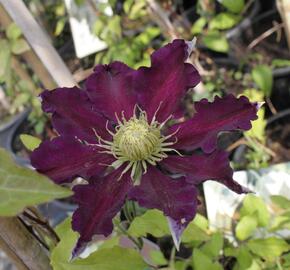 Plamének 'The Vagabond' - Clematis 'The Vagabond'