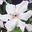 Plamének 'Snow Queen' - Clematis 'Snow Queen'